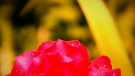 Blume Rotgruene