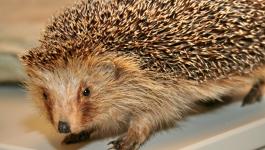 igel saeugetiere