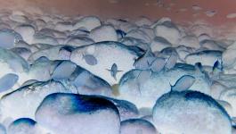 meeresgrund steine fischschwarm
