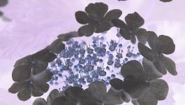 pollen bluete gruen weiss