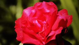 rote rosenbluete