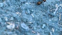 Ameisen Insekten Erde IR