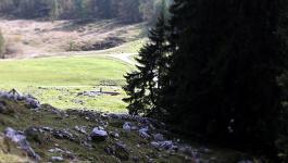 Berchtesgadener Land Nadelwaelder Oesterreich