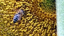 Bienen Blumenblueten Staubbeutel