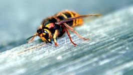 Bienen Holzoberflaechen Tiere