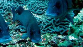 Blau Gruene Lippen Korallen