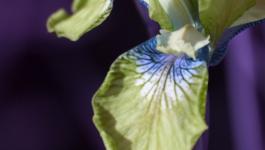 Bluetenblaetter Adern Blumen Infrarot