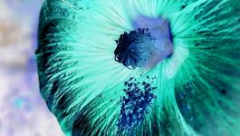 Bluetenstaub Bluetenpflanze Staubbeutel
