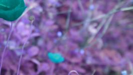 Blumen Italien Mohnblume Infrarot