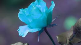Blumen Symbole Blueten Infrarot
