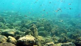 Fische Meeresgrund Unterwasser