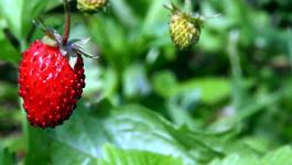 Fruechte Pflanzen Erdbeeren