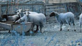Griechenland Landwirtschaft Tiere IR