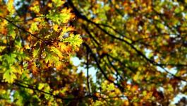 Herbstliche Dunkel Gelbe Laubbaeume