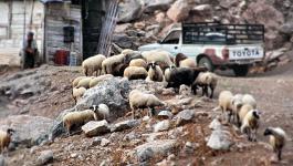 Hirte Bauern Schafe