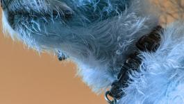 Hundeplakette Himmelblaue Halsband IR