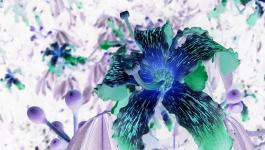 Hyazinthen Blueten Blumen