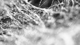 Irisierende Linien Spinnennetz