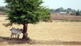 Kambodscha Einsamer Baum Kuehe