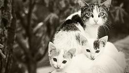 Katzen Portrait Familie