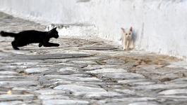 Katzen Rennende Strassenkatzen