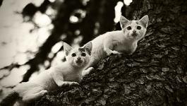 Katzen Versteck Baumstamm