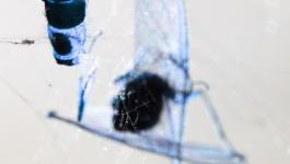 Makroaufnahme Tiere Insekten Infrarot