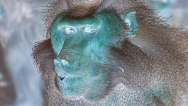 Ohren Affen Paviane