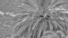 Palme Mediterrane Pflanze