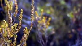 Pflanzen Nadeln Straeucher