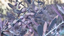 Pflanzen Oliven Fruechte IR