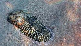 Sandboden Tintenfisch Unterwasser