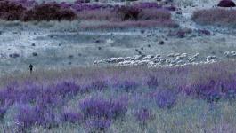 Schafe. Italien Vegetation IR