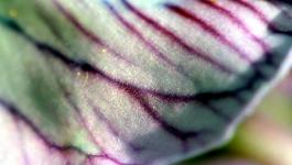 Schimmernde Irisierende Muster