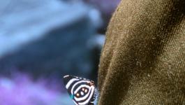 Schmetterling Muetze Gruenblaue IR