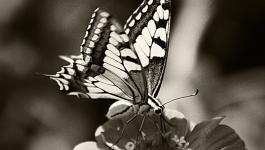 Schmetterling Schwarz_Beige Fluegel