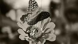 Schmetterling Sommer Bluete