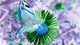 Sonnig Fliederfarbene Bluetenpflanze