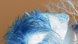 Terrier Rosa Blau Halsband
