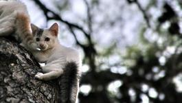 Tiere Baum Katzen