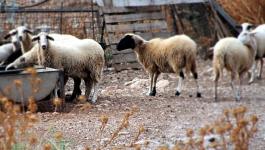 Trinkende Griechenland Schafe