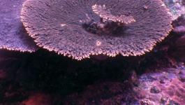 Tuerkise Tuerkisblau Korallen IR