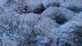 Unterwasser Wasserpflanzen Steine IR