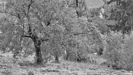 Vegetation Griechenland Olivenbaum