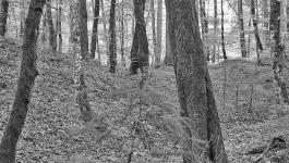 Wald Baeume Deutschland