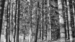 Wald Baumstaemme Deutschland