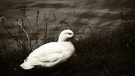 Wasser Vogel Ente