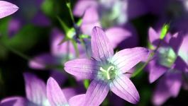 Blumen Farbe Violett