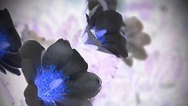 Blumen Wald Bluetenblaetter