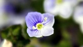 Mittag Blueten Blumen